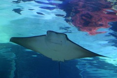 Killikus&reg; Fotographie